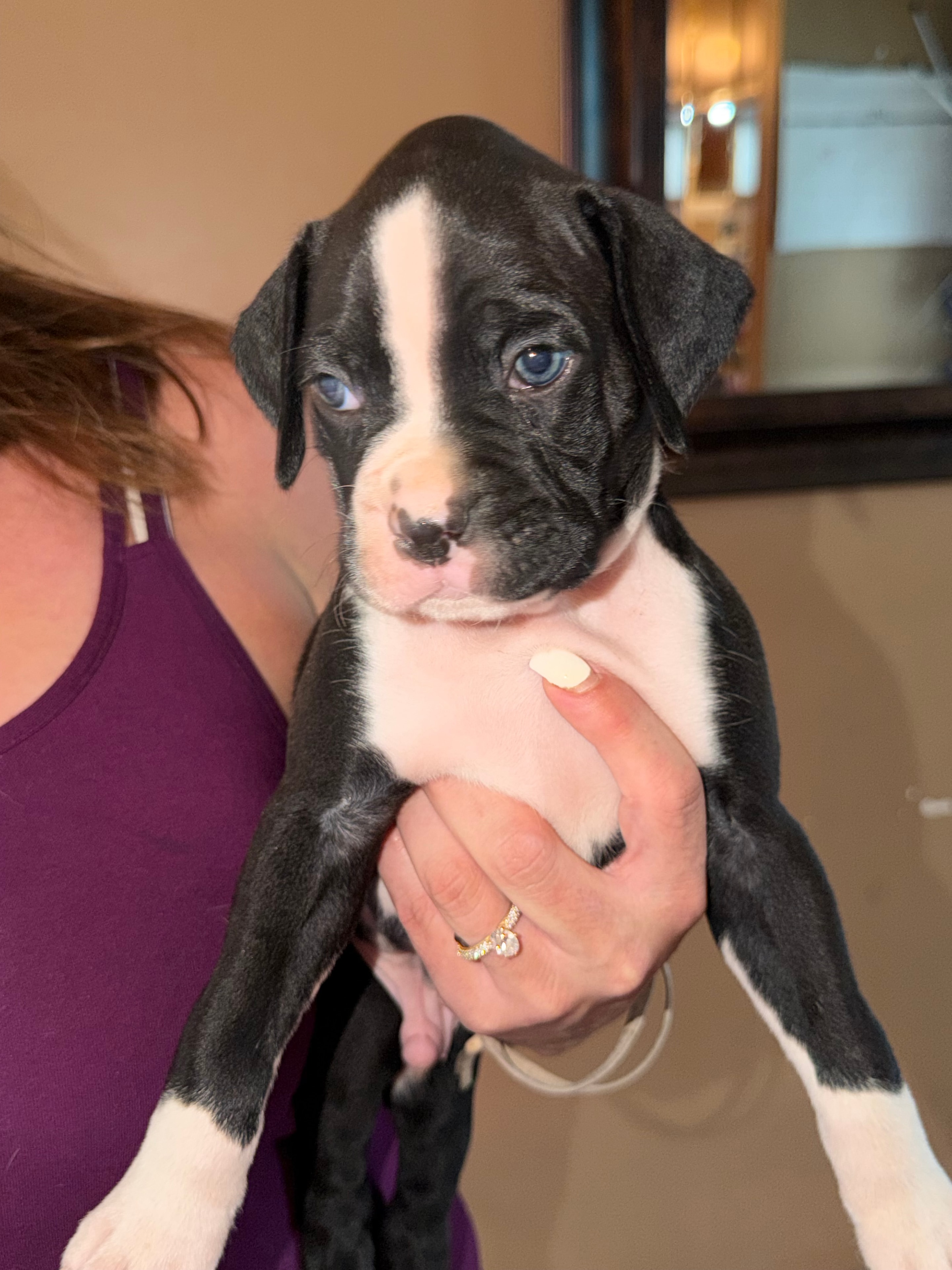 Current litter — pure breed boxer pup