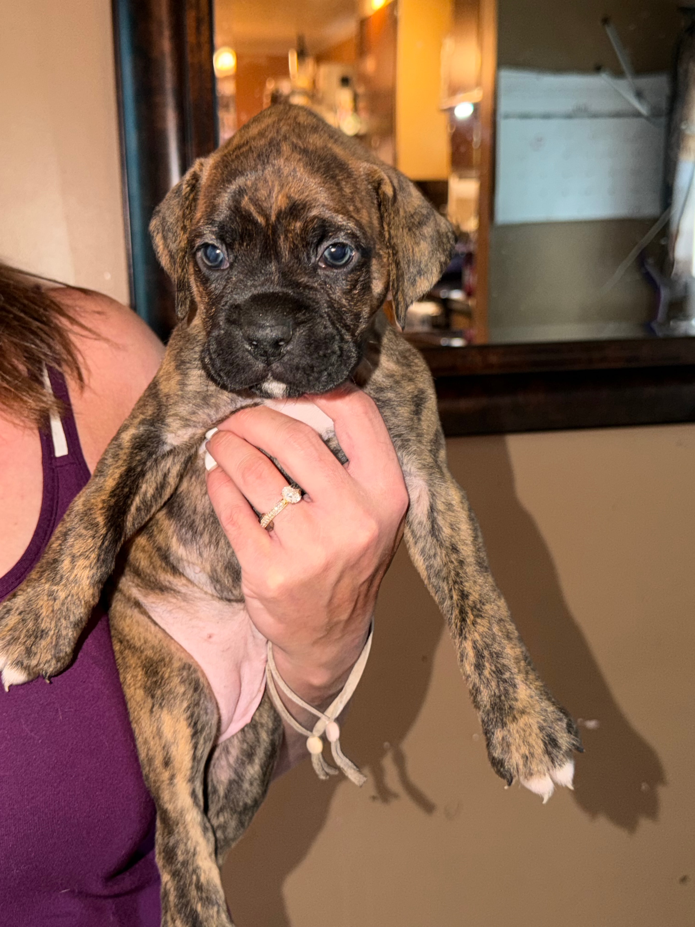 Current litter — pure breed boxer pup