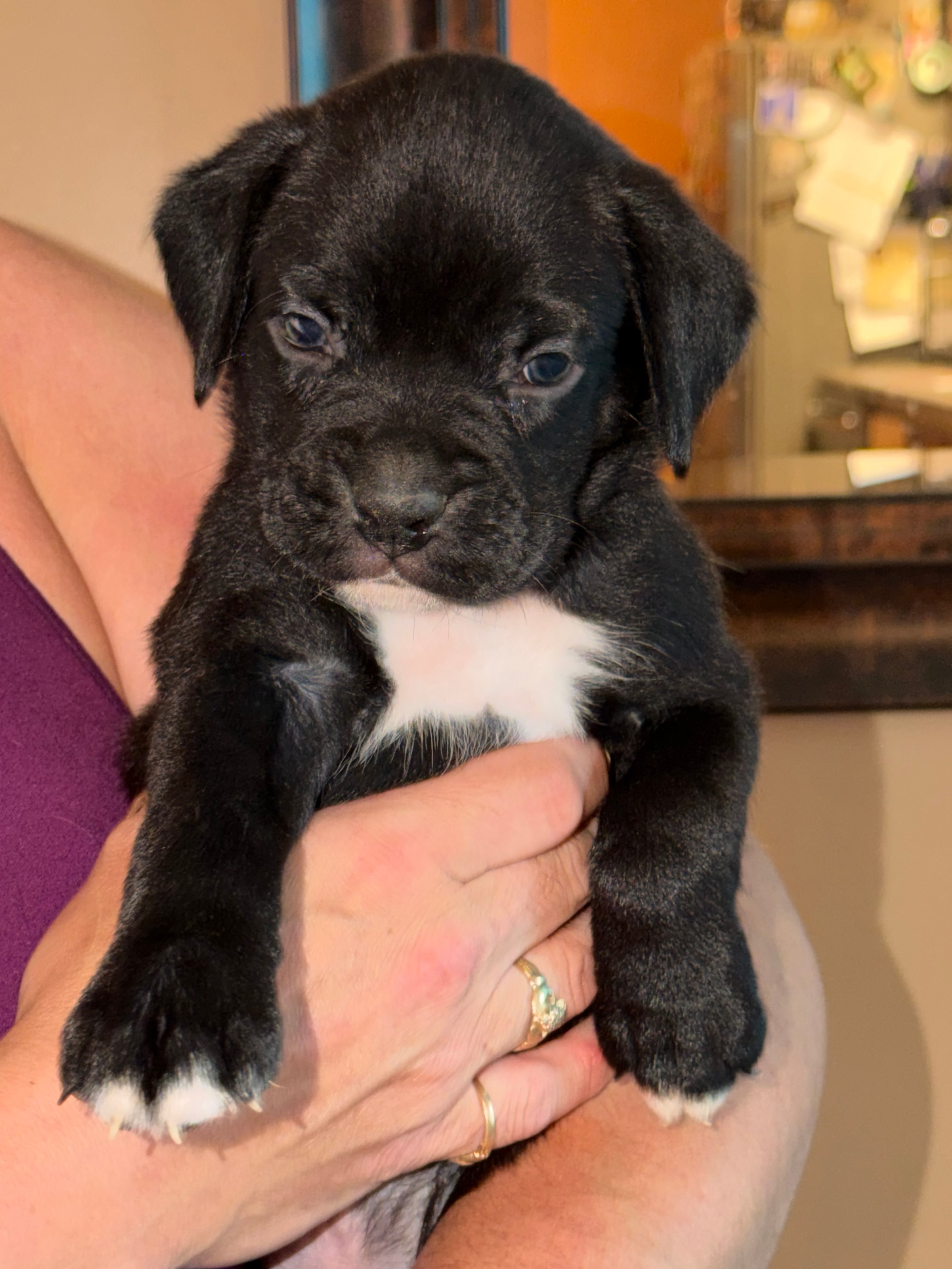 Current litter — pure breed boxer pup