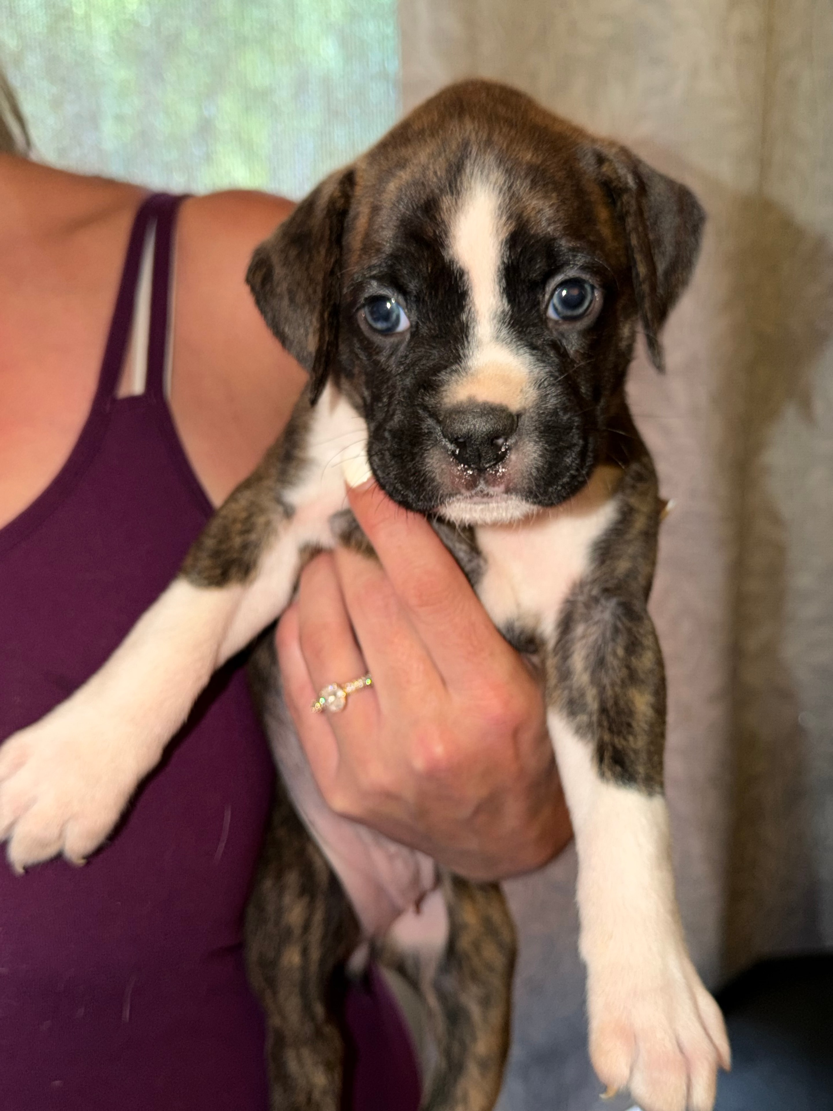 Baby Blue collar boxer puppy