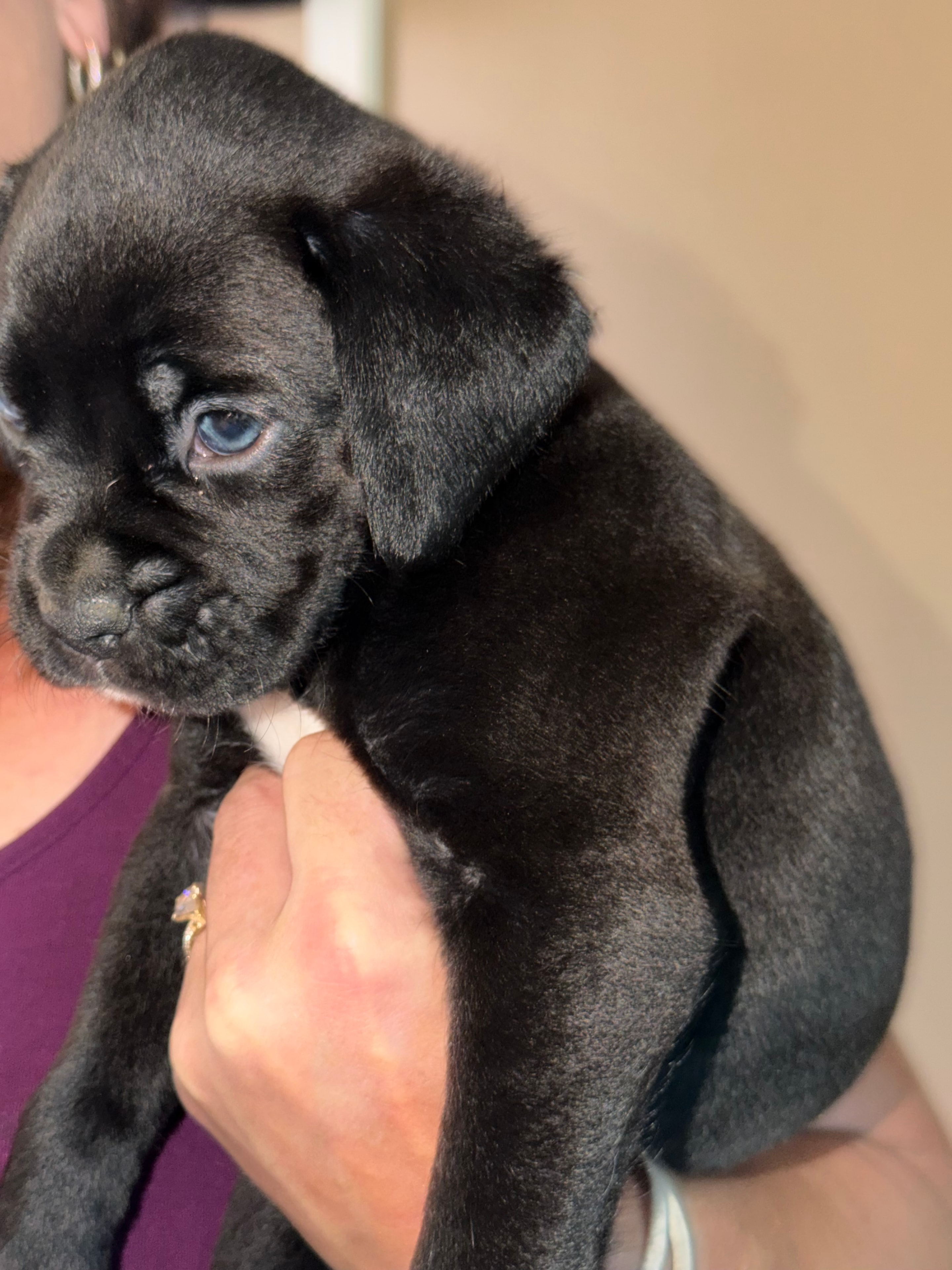 Green collar boxer puppy