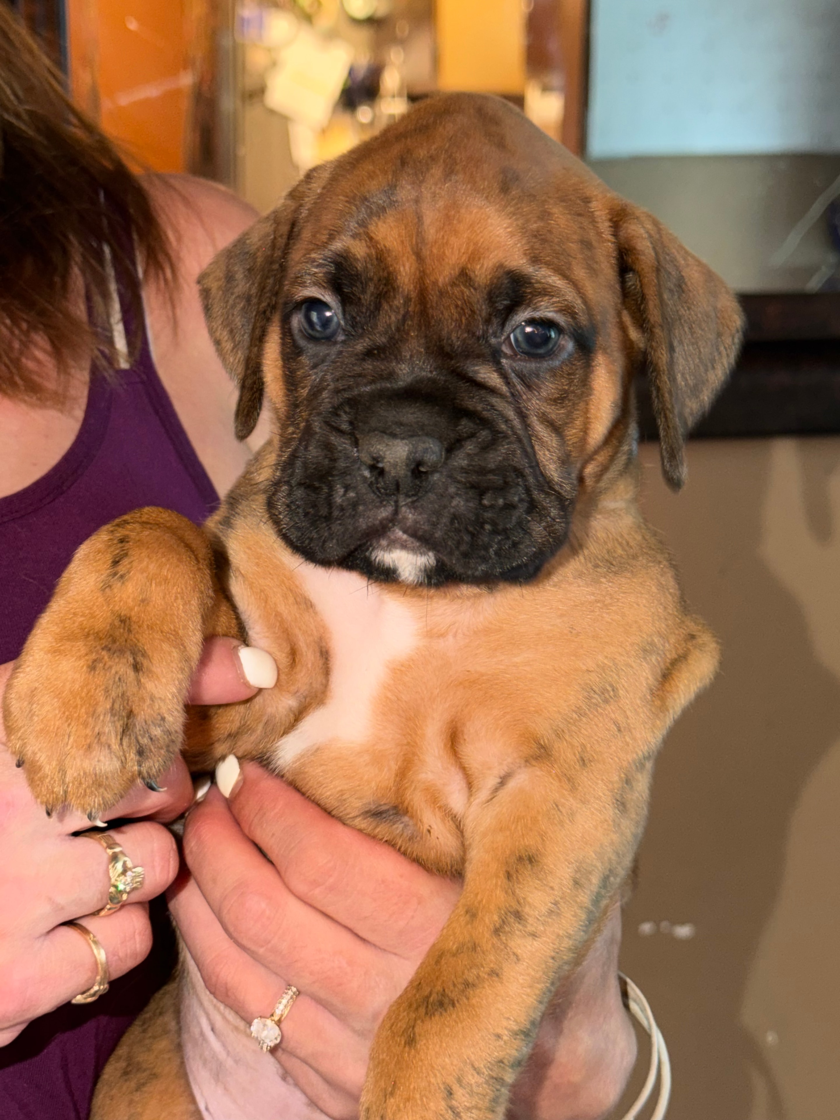 Grey collar boxer puppy