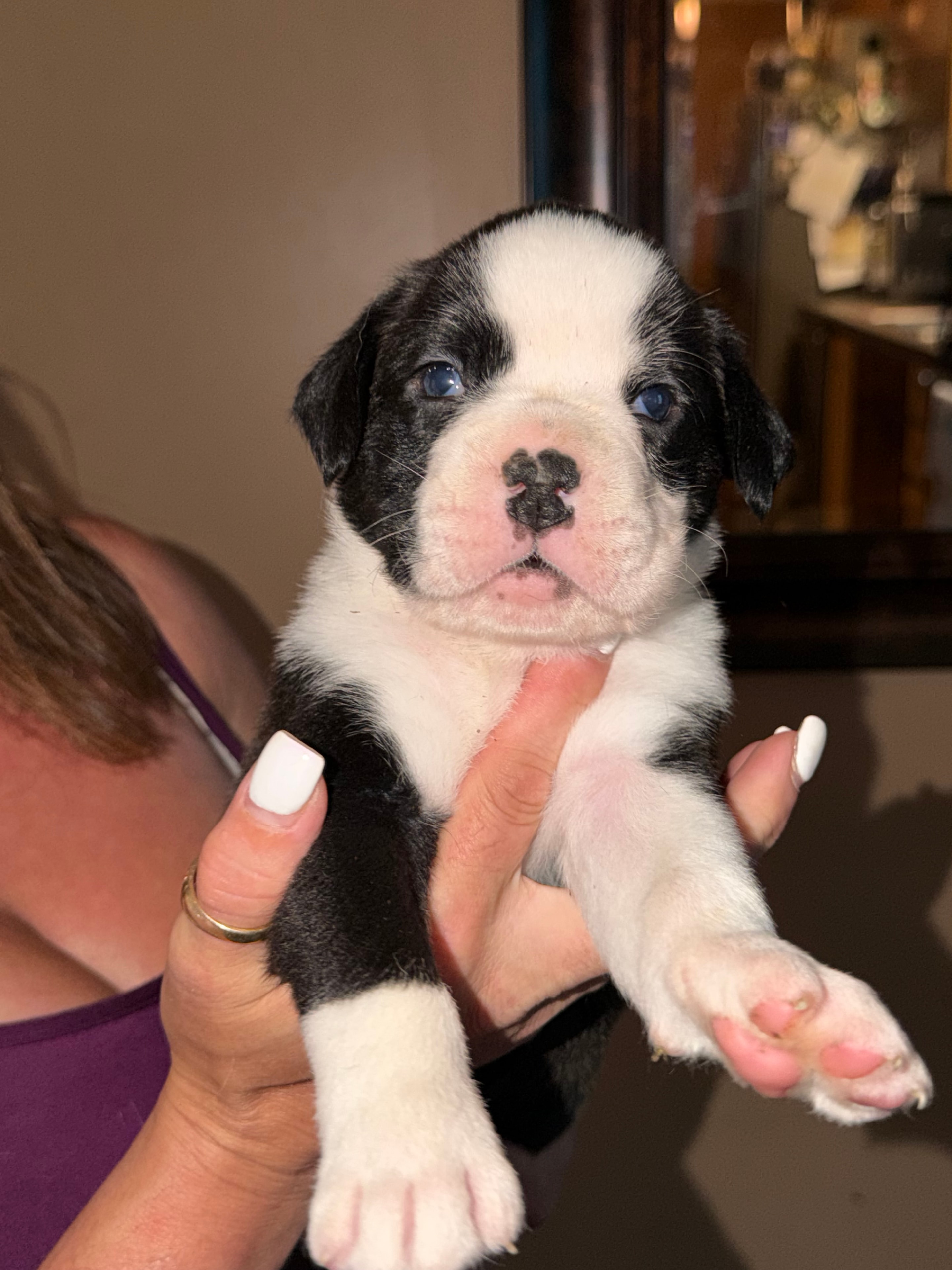 Lime Green collar boxer puppy