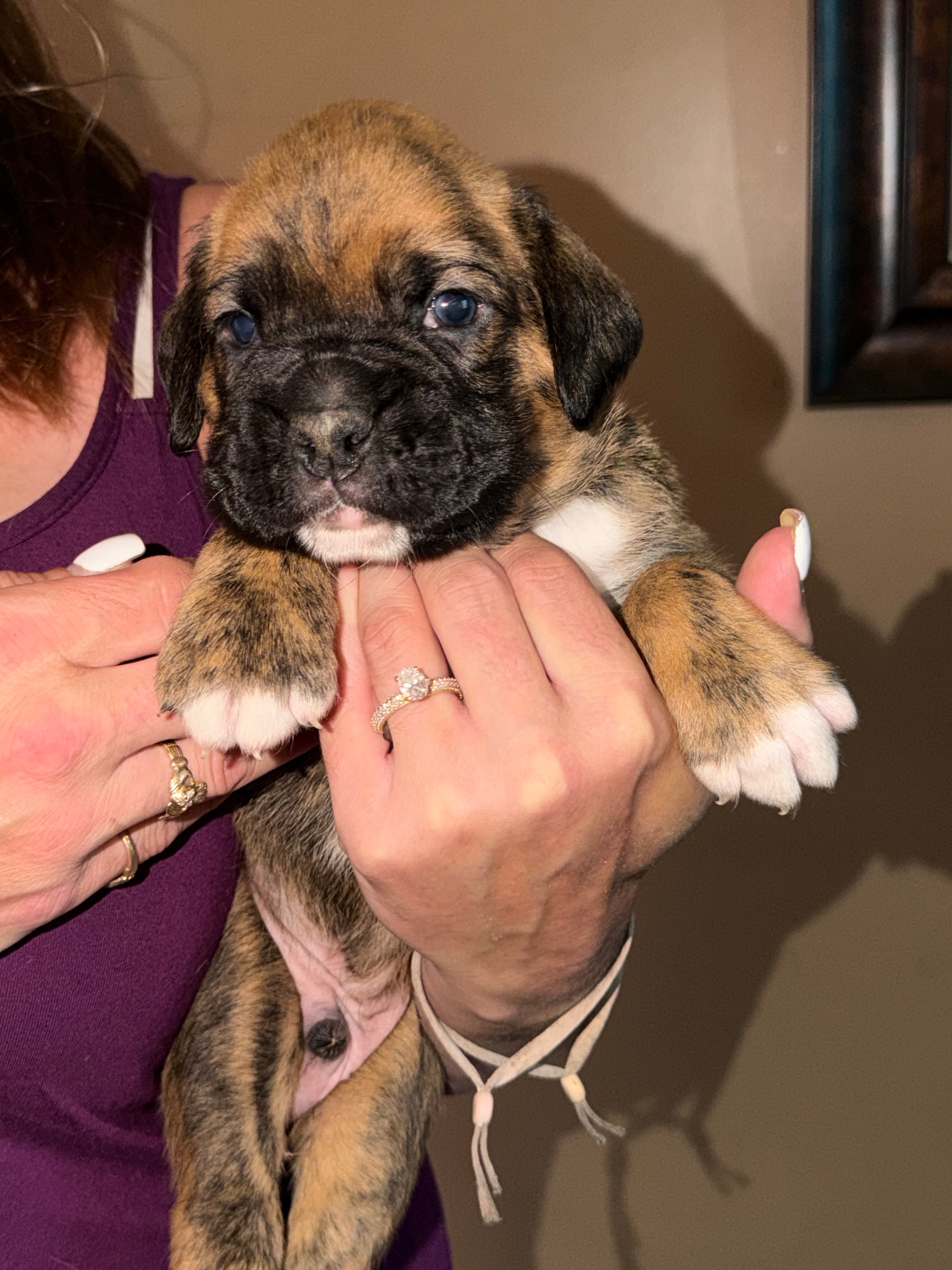 Orange collar boxer puppy