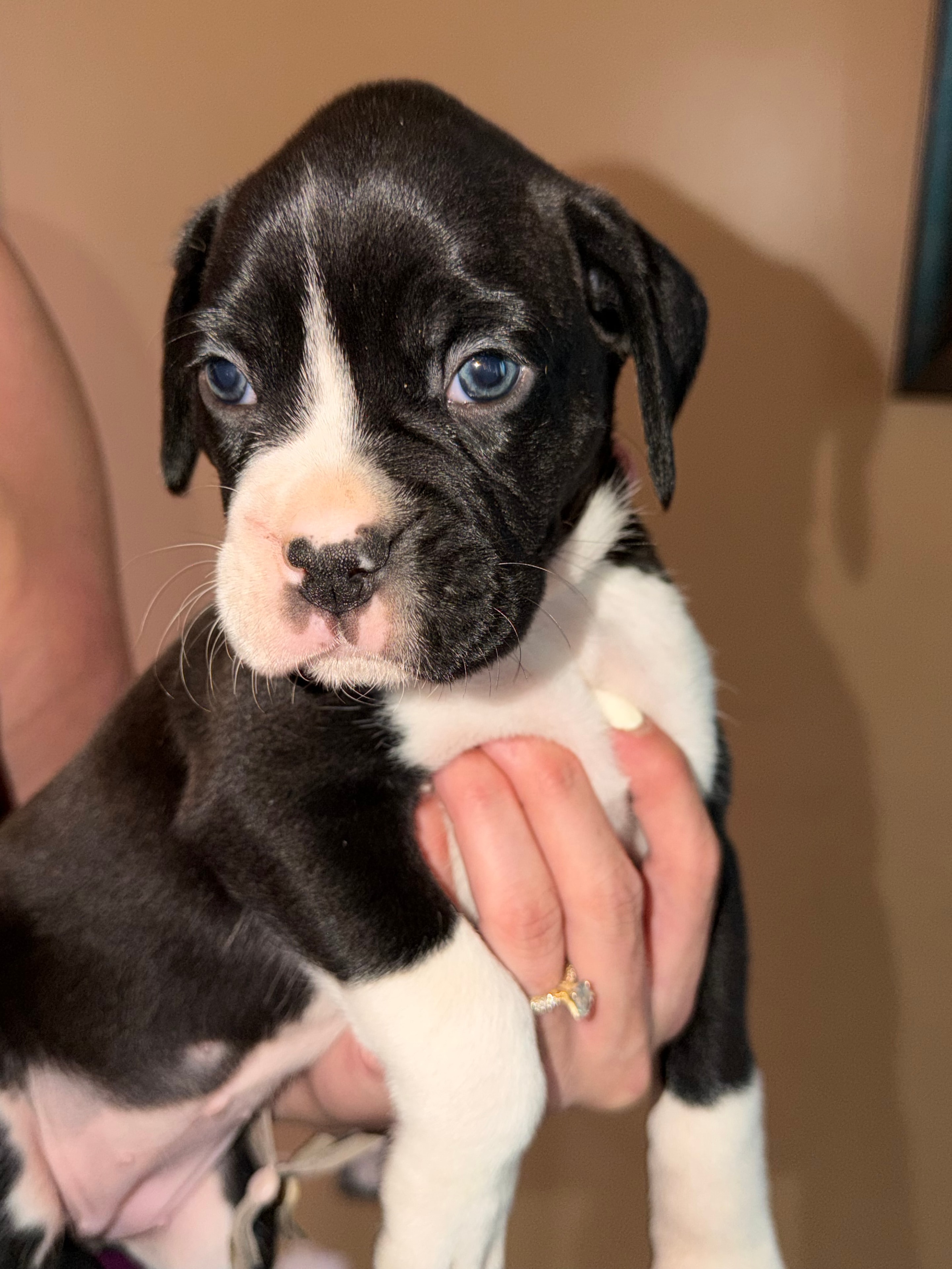 Pink collar boxer puppy