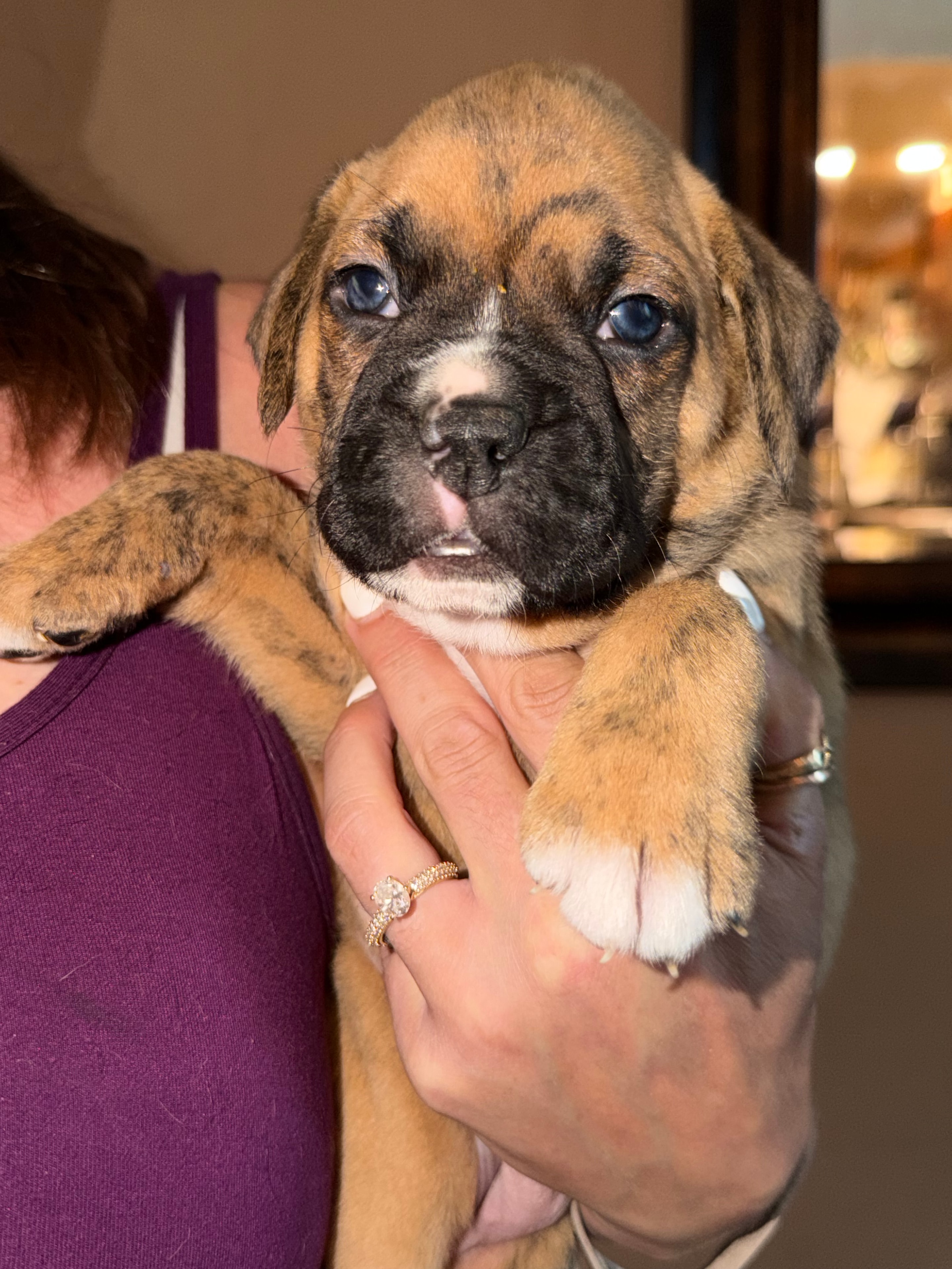 Purple collar boxer puppy