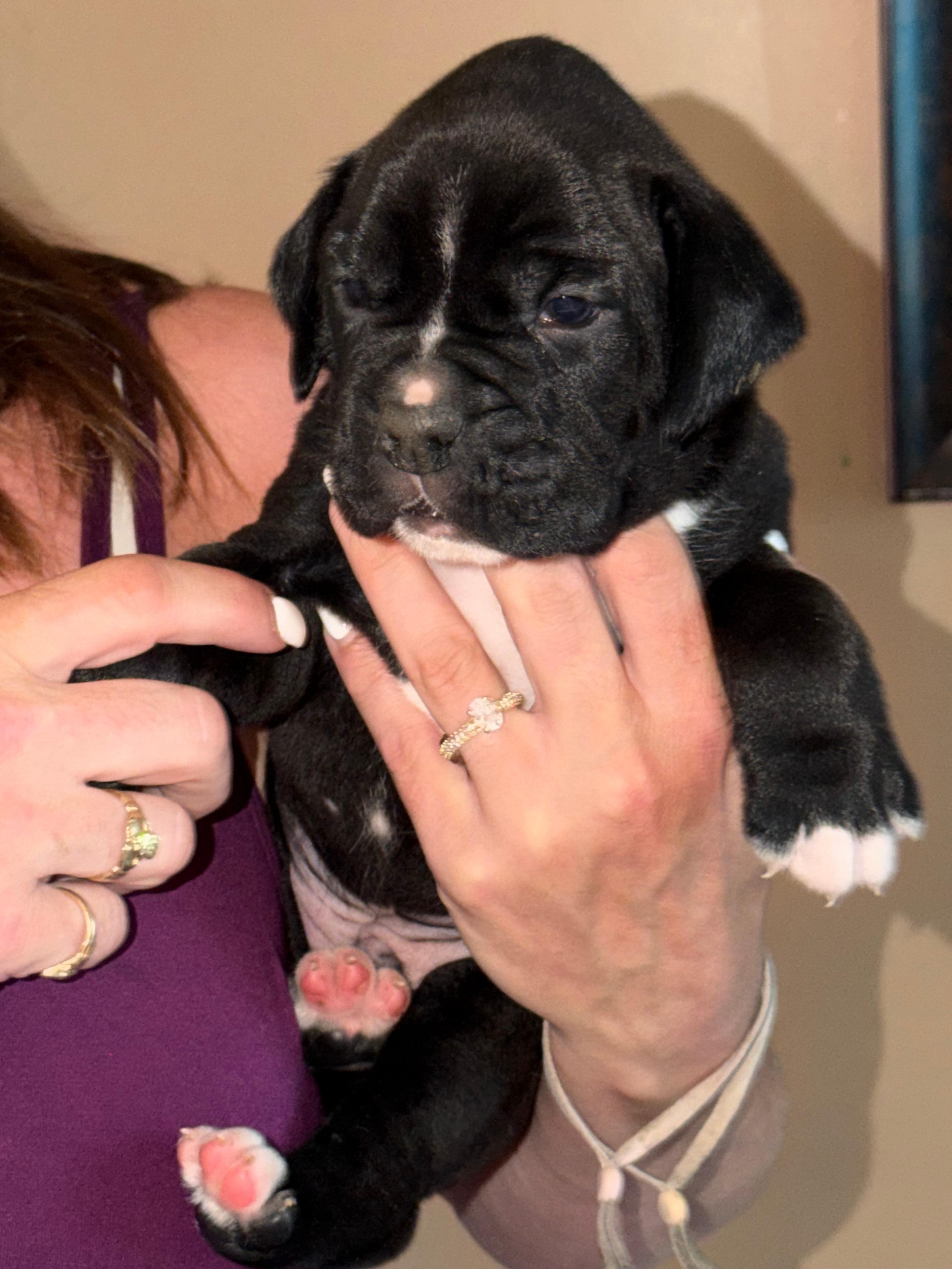 Yellow collar boxer puppy